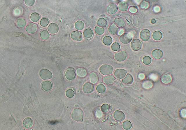 Lyophyllum spec. Cod.: 4331-06